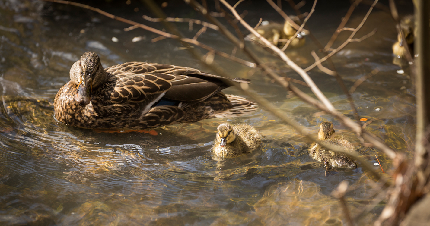 Ducks