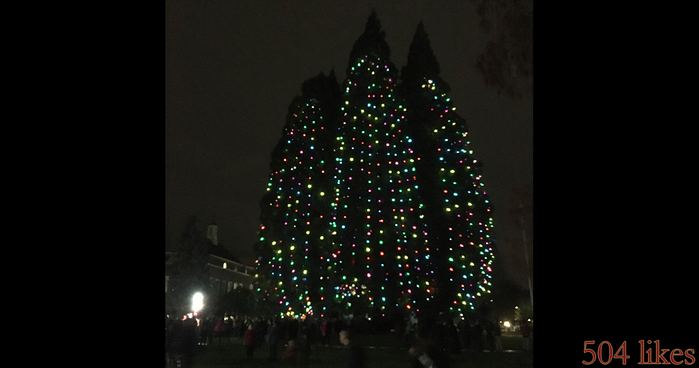 Star Trees aglow with holiday lights