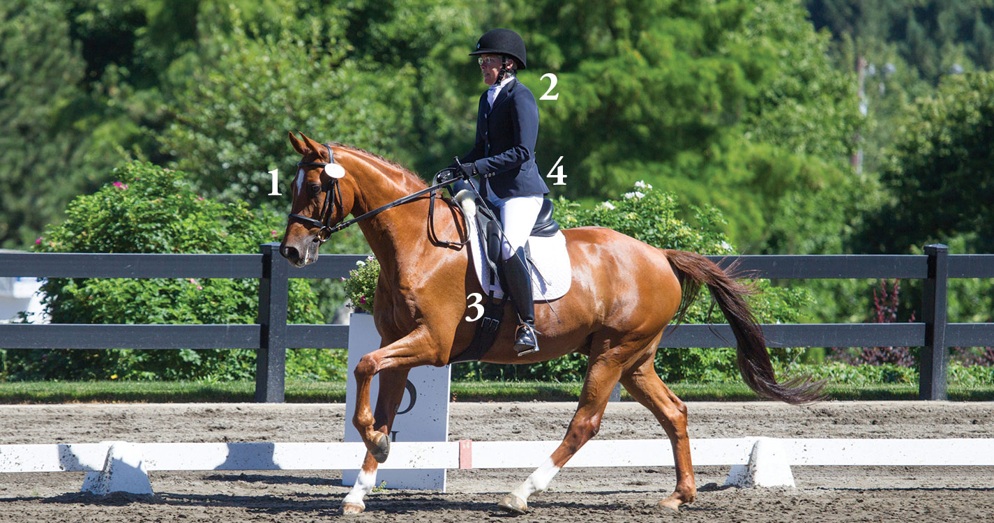 Debra Ringold, dean of Atkinson Graduate School of Management, sits atop her horse Larry