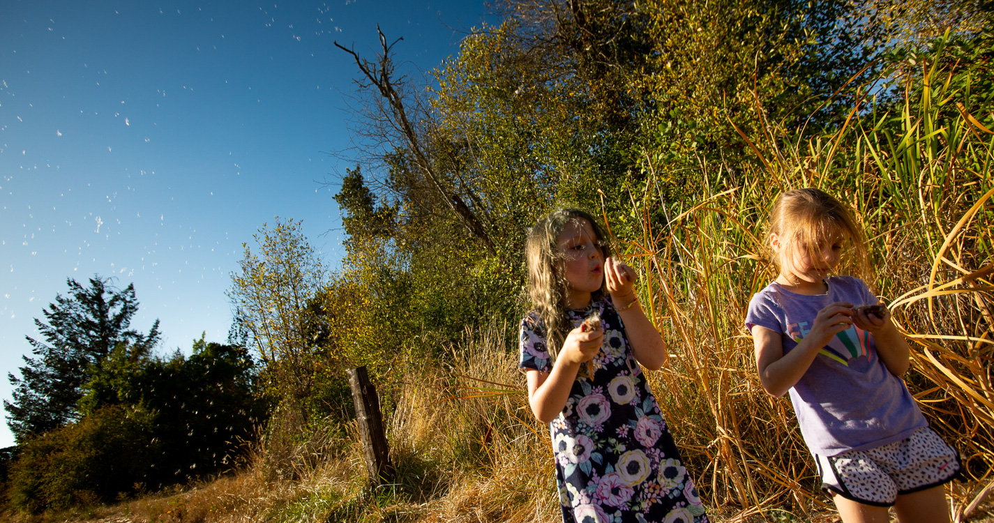 two children blowing seeds from dried plants