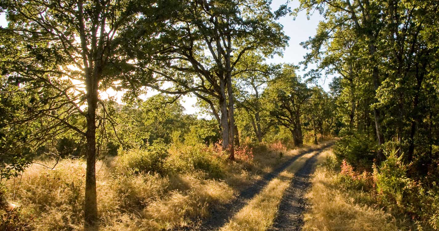 A dirt pathway created by two lines of tire tracks running through the woods