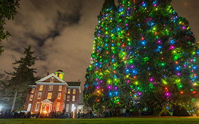 Sequoias glow with Christmas lights 