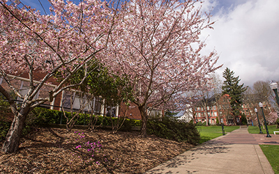 view of cherry blossom trees and empty sidewalk along the Quad