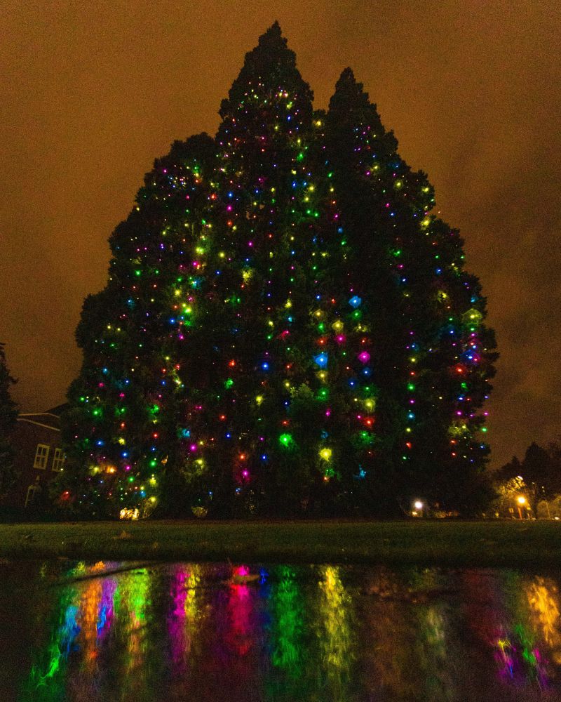 Star Trees at night with holiday lights on them