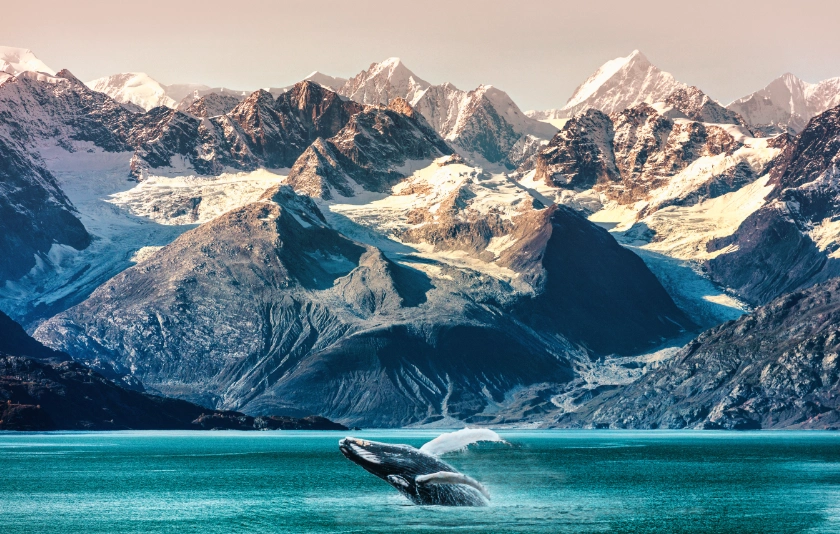 Landscape in Alaska with a whale