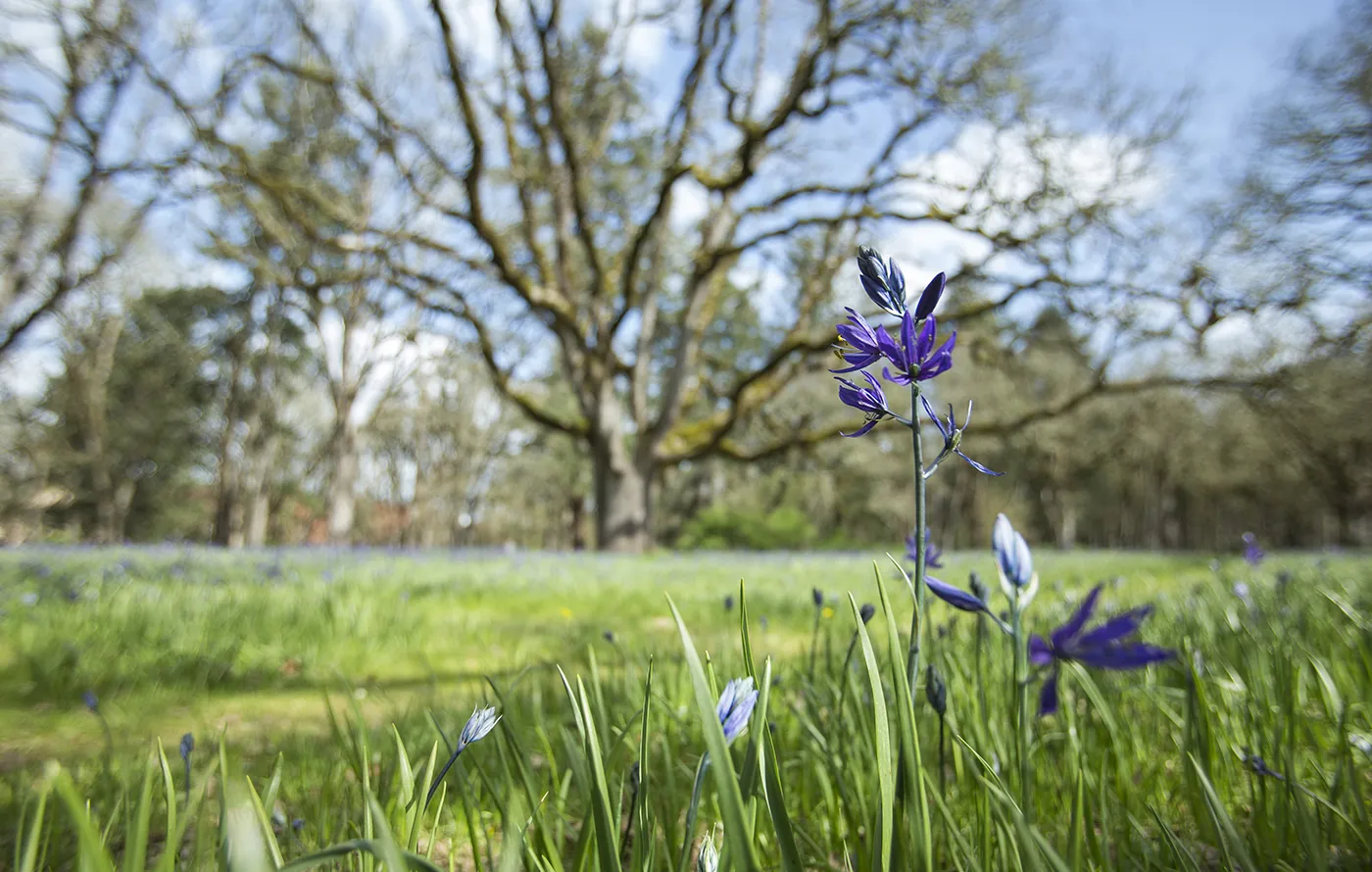 A flower in a field 