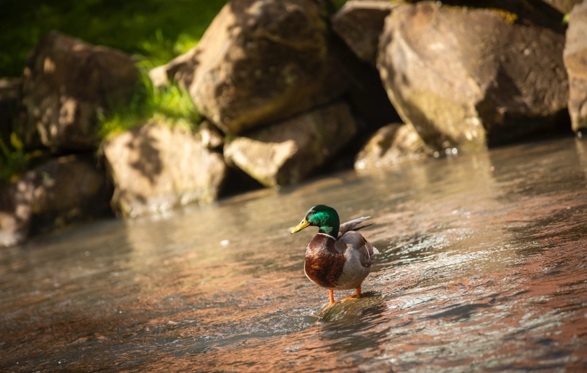 A duck in the Mill Stream