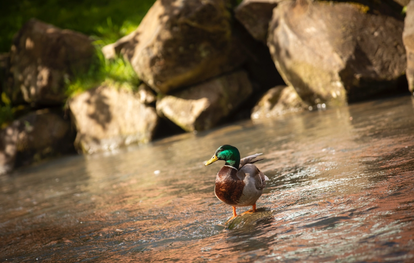 A duck in the Mill Stream