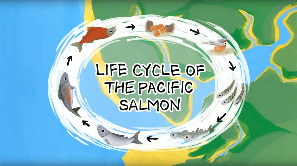 Pacific Salmon Life Cycle Title Card