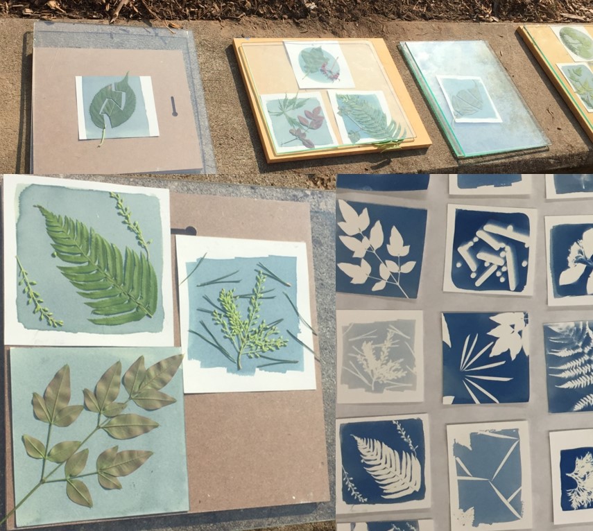 Grid of images from past workshops showing cyanotypes being developed in sunlight, and showing final prints. 