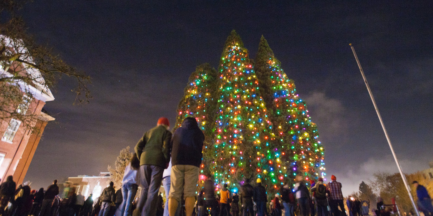 Star Trees lit with holiday lights